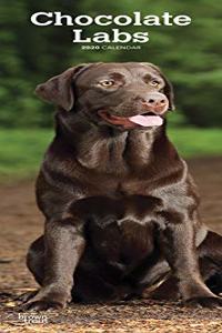 Chocolate Labradors 2020 Slim Calendar