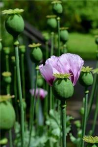 Single Poppy Bloom in a Field Journal