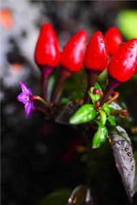 Ornamental Red Peppers Journal