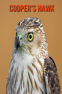 Cooper's Hawk