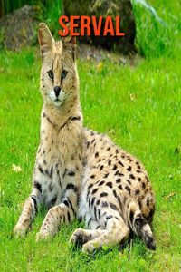 Serval