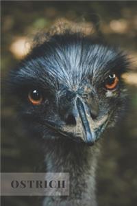 Ostrich
