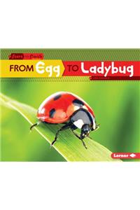 From Egg to Ladybug