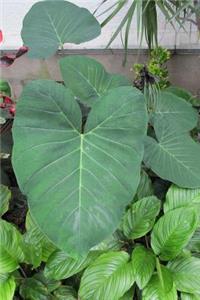 Elephant Ears Garden Plant Journal