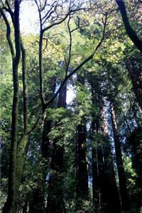 Muir Woods in California Journal