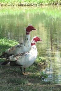 Two Muscovy Ducks by the Pond Water Fowl Journal