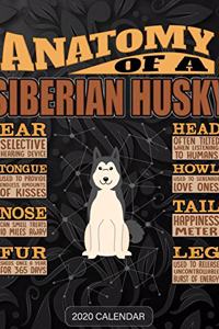 Anatomy Of A Siberian Husky