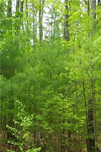 2020 Weekly Planner Springtime Evergreens 134 Pages