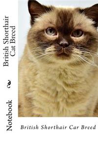 British Shorthair Cat Breed