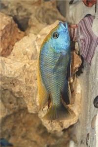 Nimbochromis Venustus Hap African Cichlid Journal