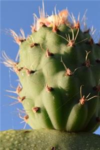 Prickly Pear Cactus Fruit in the Desert Journal