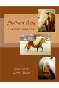 Shetland Pony