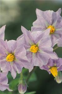 Blooming Potato Plant Flowers Journal