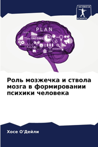 Роль мозжечка и ствола мозга в формированl
