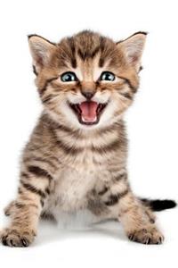 Cute Kitten