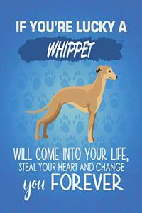 If You're Lucky A Whippet Will Come Into Your Life, Steal Your Heart And Change You Forever