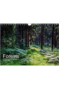 Forests Photographed on Four Continents 2018