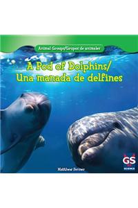 A Pod of Dolphins / Una Manada de Delfines