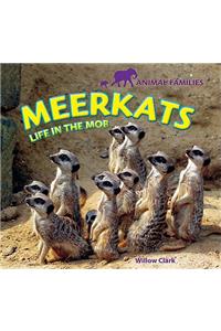 Meerkats