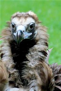 Hooded Vulture Journal