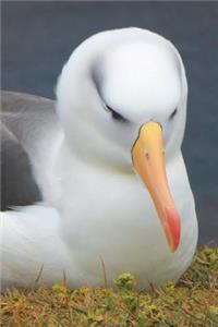 Black-browed Albatross Portrait Journal