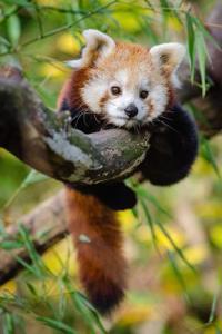 A Cute Baby Red Panda in a Tree