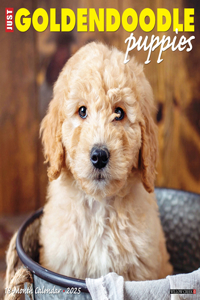 Goldendoodle Puppies 2026 12 X 12 Wall Calendar