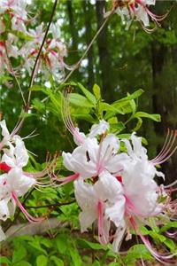 White Summer Blooms 2019 Daily Planner 384 Pages
