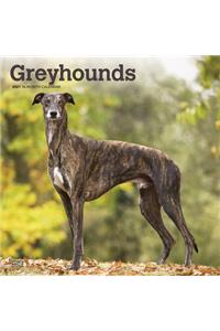 Greyhounds 2021 Square