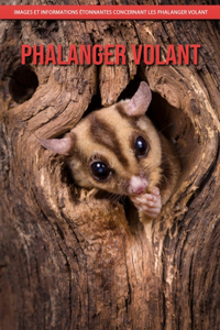 Phalanger Volant