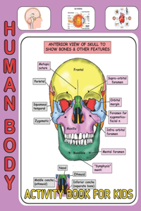 Human Body Activity Book For Kids