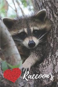 Raccoon Journal