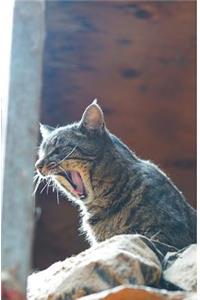 Kid's Petite Barn Cat Journal - Volume Two