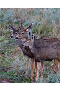 Adult Mule Deer Journal