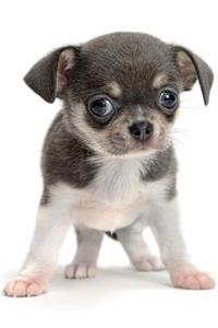 Chihuahua January Notebook & Journal. Productivity Work Planner & Idea Notepad: Brainstorm Thoughts, Self Discovery, to Do List