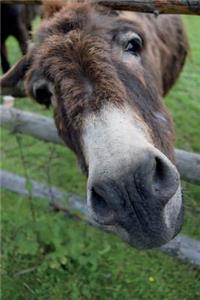 The Goofy Donkey Journal