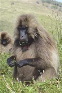 Portrait of a Gelada Journal