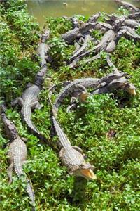 Enough Crocodiles For You? Journal