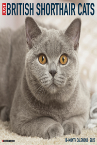 British Shorthair Cats 2022 Wall Calendar (Cat Breed)
