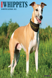 Just Whippets 2022 Wall Calendar (Dog Breed)