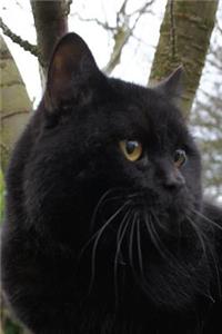 British Shorthair Journal