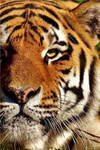 Tiger Notebook