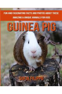 Guinea pig