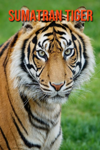 Sumatran Tiger