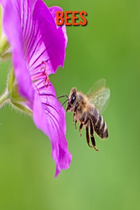 Bees