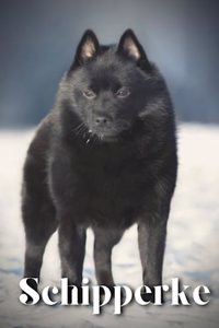 Schipperke