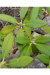 School Composition Book Spring Flower Buds Rhododendron