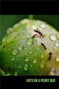 Ants on a Peony Bud