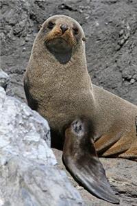 Antarctic Fur Seal Journal