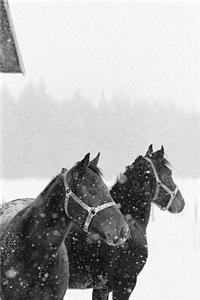 Equine Journal Horses Snowstorm